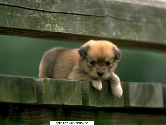 Animale domestice - adooooooooooooooor cainii !!!!!!!!! - Animale si plante