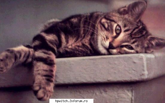 Animale domestice - Pisicile, lupii si Tigrii :D - Animale si plante