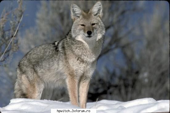 Animale domestice - pey ai mei dak ma prind cu o "javra" in casa ma - Animale si plante