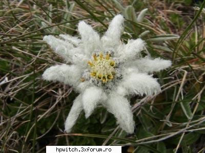 Flori - floarea-de-colt si trandafirii in mod special - Animale si plante
